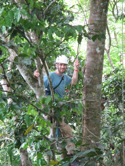 Working in the canopy